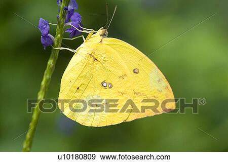 Stock Photo - Close-Up, Single Animal, Outdoors. Fotosearch