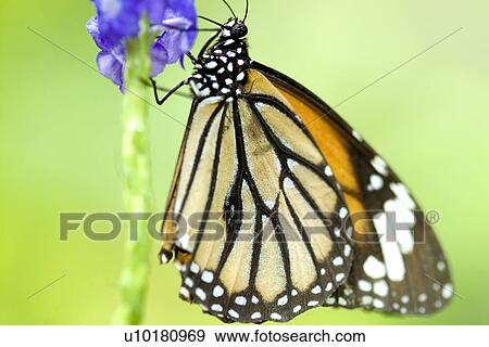 Stock Photo - Close-Up, Single Animal, Outdoors. Fotosearch