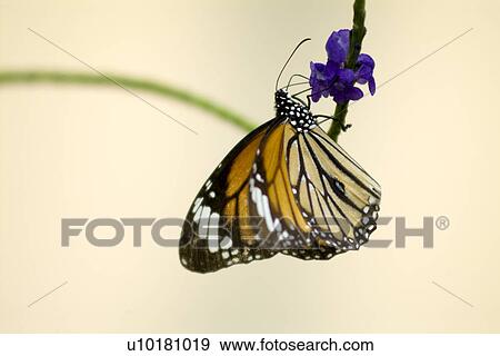 Stock Photo - Close-Up, Single Animal, Outdoors. Fotosearch