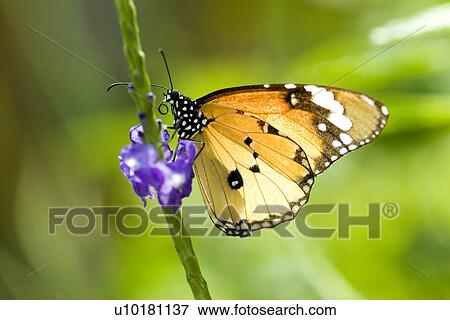 Close-Up, Single Animal, Outdoors View Large Photo Image Stock Photo - Close-Up, Single Animal, Outdoors. Fotosearch