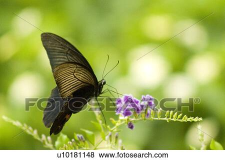 Stock Photo - Close-Up, Single Animal, Outdoors. Fotosearch