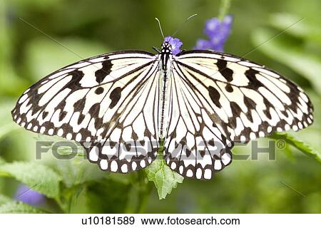 Stock Photo - Close-Up, Single Animal, Outdoors. Fotosearch