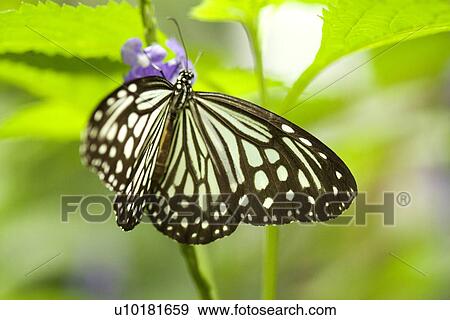 Close-Up, Single Animal, Outdoors View Large Photo Image Stock Photo - Close-Up, Single Animal, Outdoors. Fotosearch
