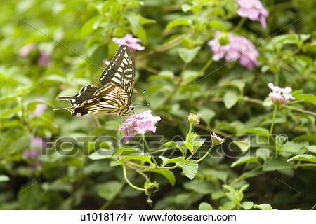 Stock Photo - Close-Up, Single Animal, Outdoors. Fotosearch