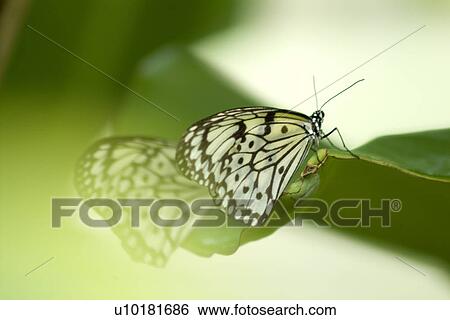 Stock Photograph - Close-Up, Single Animal, Outdoors. Fotosearch