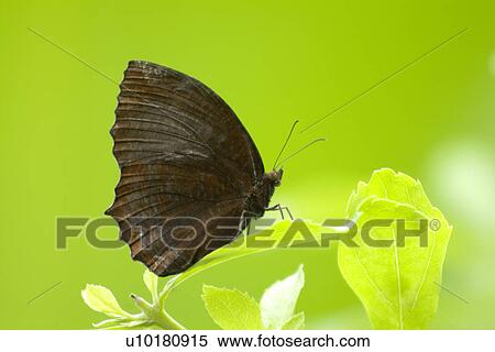 Close-Up, Single Animal, Outdoors View Large Photo Image Stock Photography - Close-Up, Single Animal, Outdoors. Fotosearch