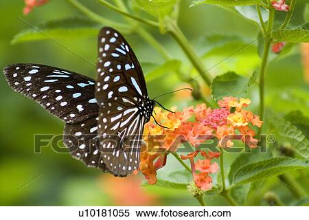 Stock Photography - Close-Up, Single Animal, Outdoors. Fotosearch