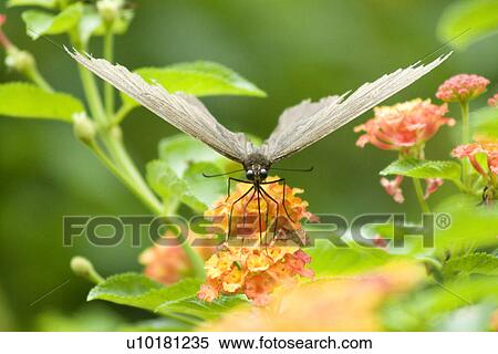 Close-Up, Single Animal, Outdoors View Large Photo Image Stock Photography - Close-Up, Single Animal, Outdoors. Fotosearch