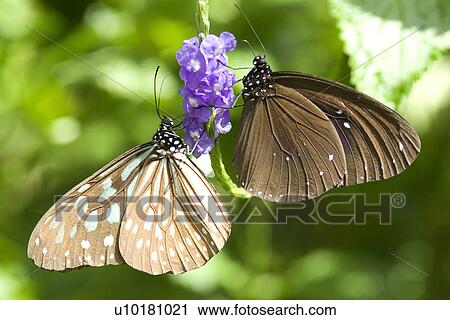 Stock Image - Close-Up, Two Animals, Outdoors. Fotosearch