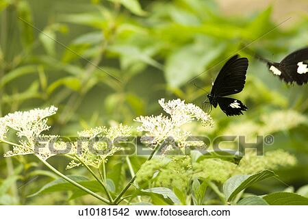 Close-Up, Two Animals, Outdoors View Large Photo Image Stock Image - Close-Up, Two Animals, Outdoors. Fotosearch