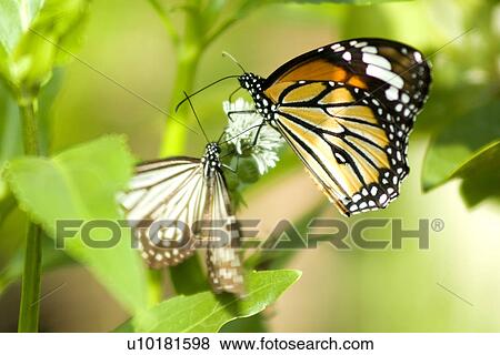 Close-Up, Two Animals, Outdoors View Large Photo Image Stock Photo - Close-Up, Two Animals, Outdoors. Fotosearch