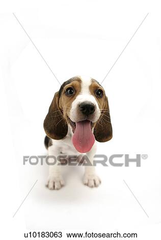 Beagle, Single Animal View Large Photo Image Stock Image - Beagle, Single Animal. Fotosearch