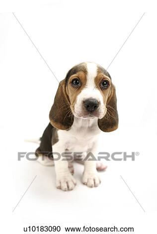 Stock Image - Beagle, Single Animal. Fotosearch
