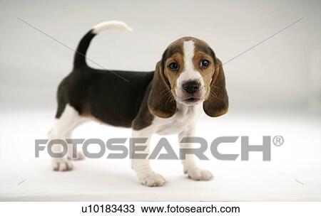 Stock Image - Beagle, Single Animal. Fotosearch