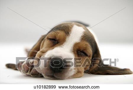 Beagle, Single Animal View Large Photo Image Stock Photo - Beagle, Single Animal. Fotosearch