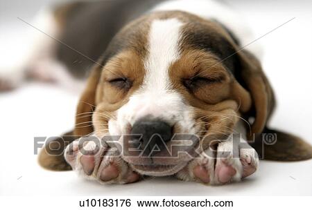 Beagle, Single Animal View Large Photo Image Stock Photograph - Beagle, Single Animal. Fotosearch