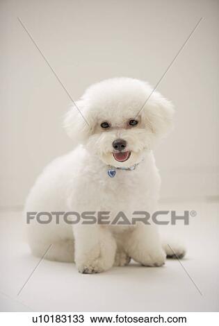 Bichon Frise, Single Animal, Indoors View Large Photo Image Stock Image - Bichon Frise, Single Animal, Indoors. Fotosearch
