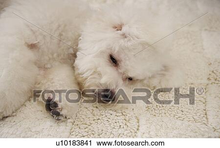Bichon Frise, Single Animal, Indoors View Large Photo Image Stock Image - Bichon Frise, Single Animal, Indoors. Fotosearch