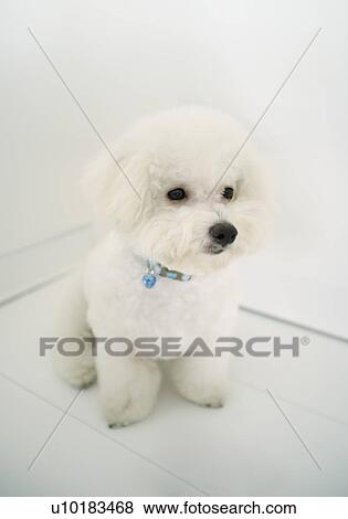Bichon Frise, Single Animal, Indoors View Large Photo Image Stock Photo - Bichon Frise, Single Animal, Indoors. Fotosearch