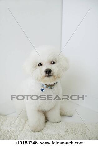 Stock Photograph - Bichon Frise, Single Animal, Indoors. Fotosearch