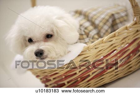 Bichon Frise, Single Animal View Large Photo Image Stock Image - Bichon Frise, Single Animal. Fotosearch