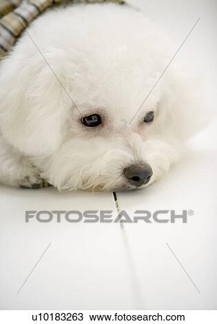 Bichon Frise, Single Animal View Large Photo Image Stock Image - Bichon Frise, Single Animal. Fotosearch