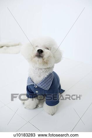 Bichon Frise, Single Animal View Large Photo Image Stock Image - Bichon Frise, Single Animal. Fotosearch