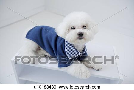 Stock Photo - Bichon Frise, Single Animal. Fotosearch