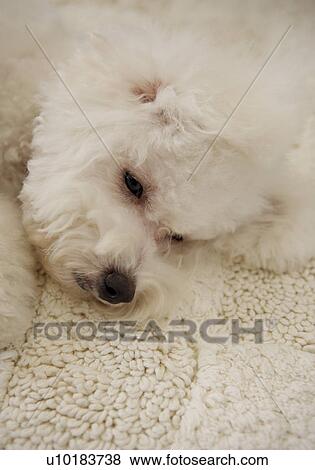 Bichon Frise, Single Animal View Large Photo Image Stock Photo - Bichon Frise, Single Animal. Fotosearch