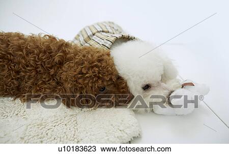 Bichon Frise, Toy Poodle, Two Animals View Large Photo Image Stock Image - Bichon Frise, Toy Poodle, Two Animals. Fotosearch