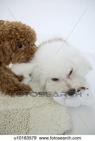 Bichon Frise, Toy Poodle, Two Animals View Large Photo Image Stock Photo - Bichon Frise, Toy Poodle, Two Animals. Fotosearch
