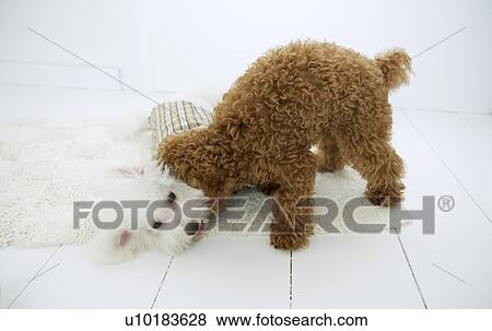 Bichon Frise, Toy Poodle, Two Animals View Large Photo Image Stock Photo - Bichon Frise, Toy Poodle, Two Animals. Fotosearch
