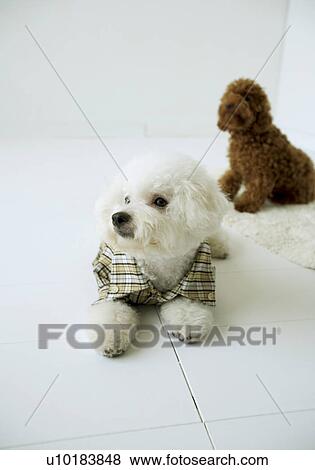 Bichon Frise, Toy Poodle, Two Animals View Large Photo Image Stock Photo - Bichon Frise, Toy Poodle, Two Animals. Fotosearch
