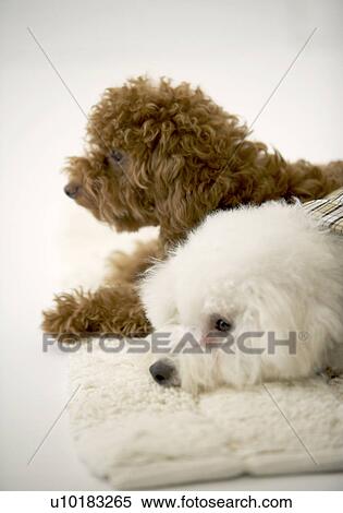 Bichon Frise, Toy Poodle, Two Animals View Large Photo Image Stock Photography - Bichon Frise, Toy Poodle, Two Animals. Fotosearch