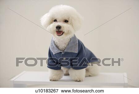Buchon Frise, Single Animal View Large Photo Image Stock Photo - Buchon Frise, Single Animal. Fotosearch