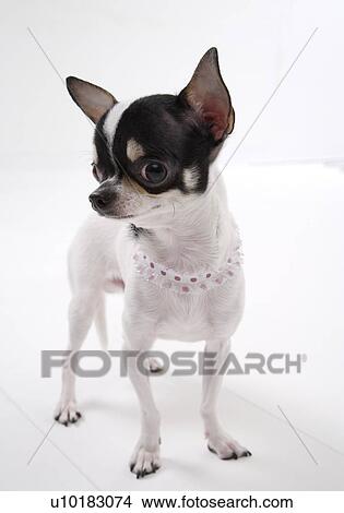 Chihuahua, Single Animal, Indoors View Large Photo Image Picture - Chihuahua, Single Animal, Indoors. Fotosearch