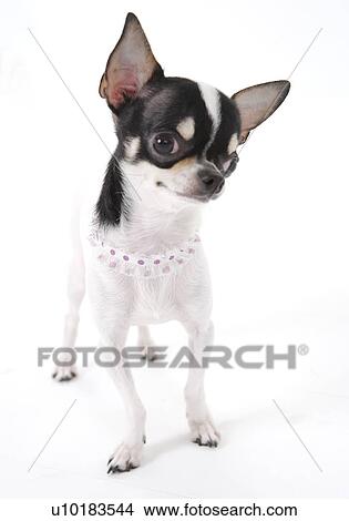 Picture - Chihuahua, Single Animal, Indoors. Fotosearch