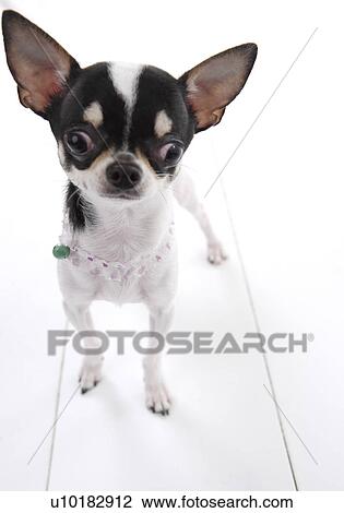 Stock Image - Chihuahua, Single Animal, Indoors. Fotosearch