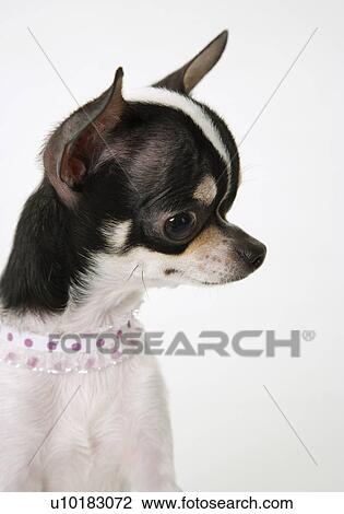 Chihuahua, Single Animal, Indoors View Large Photo Image Stock Image - Chihuahua, Single Animal, Indoors. Fotosearch