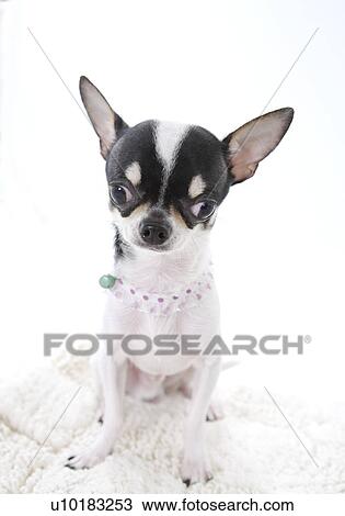 Stock Image - Chihuahua, Single Animal, Indoors. Fotosearch