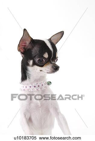 Chihuahua, Single Animal, Indoors View Large Photo Image Stock Photography - Chihuahua, Single Animal, Indoors. Fotosearch