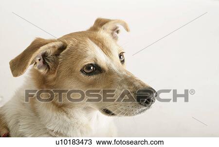 Stock Image - Dog, Domestic Animals, Canine, Mammal. Fotosearch