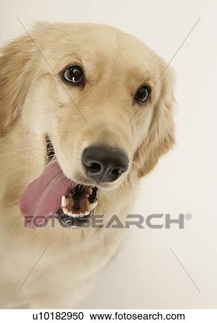 Stock Image - Golden Retriever, Single Animal, Indoors. Fotosearch