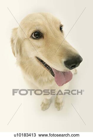 Golden Retriever, Single Animal, Indoors View Large Photo Image Stock Image - Golden Retriever, Single Animal, Indoors. Fotosearch