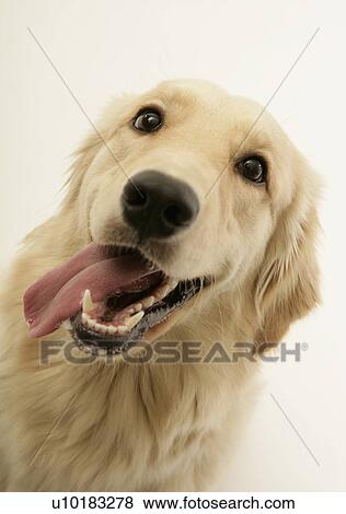 Golden Retriever, Single Animal, Indoors View Large Photo Image Stock Photo - Golden Retriever, Single Animal, Indoors. Fotosearch