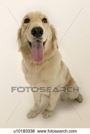 Stock Photo - Golden Retriever, Single Animal, Indoors. Fotosearch