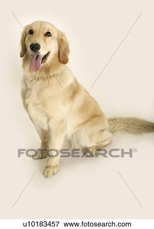 Golden Retriever, Single Animal, Indoors View Large Photo Image Stock Photo - Golden Retriever, Single Animal, Indoors. Fotosearch