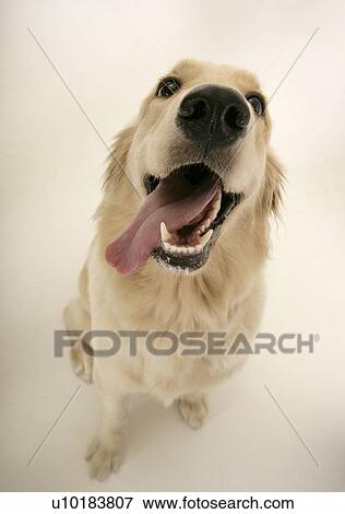 Golden Retriever, Single Animal, Indoors View Large Photo Image Stock Photo - Golden Retriever, Single Animal, Indoors. Fotosearch