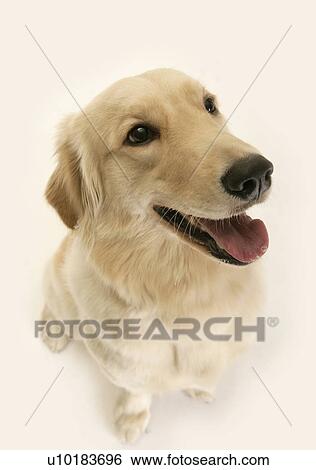 Golden Retriever, Single Animal, Indoors View Large Photo Image Stock Photograph - Golden Retriever, Single Animal, Indoors. Fotosearch