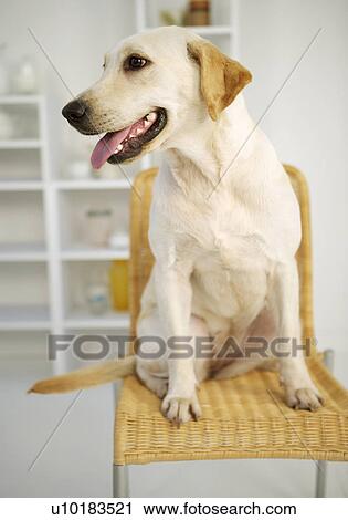 Stock Image - Labrador Retriever, Looking Away. Fotosearch